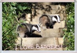 I Love Badgers - Jumbo Fridge Magnet Souvenir Gift Present