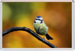 Cute Blue Tit - Jumbo Fridge Magnet Souvenir Gift Present AS1