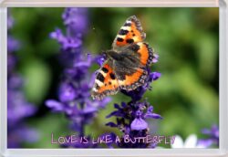 Cute Butterfly Quote - Jumbo Fridge Magnet Souvenir Gift Present FU1