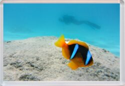 Cute Clown Fish - Jumbo Fridge Magnet Souvenir Gift Present FU1
