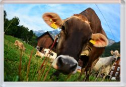 Cute Cow - Jumbo Fridge Magnet Souvenir Gift Present AS3