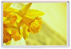 Daffodils - Jumbo Fridge Magnet Souvenir Gift Present FU3