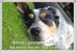 Cute Dog Quote - Jumbo Fridge Magnet Souvenir Gift Present AS2