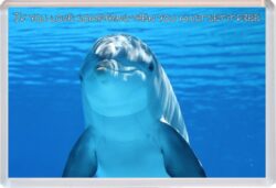 Cute Dolphin Quote - Jumbo Fridge Magnet Souvenir Gift Present AS1