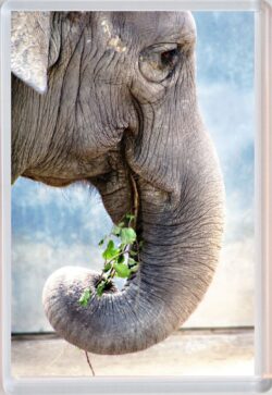 Cute Elephant - Jumbo Fridge Magnet Souvenir Gift Present AS2