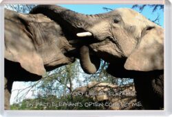 Cute Elephant Quote - Jumbo Fridge Magnet Souvenir Gift Present AS3
