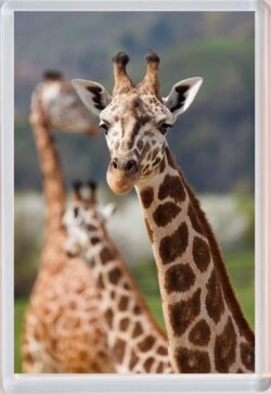 Cute Girrafe - Jumbo Fridge Magnet Souvenir Gift Present AS1