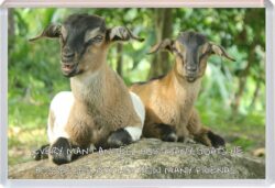 Cute Goat Quote - Jumbo Fridge Magnet Souvenir Gift Present AS1