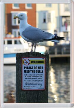 Do not feed the Gulls - Jumbo Fridge Magnet Souvenir Gift Present FU1