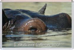 Cute Hippo Quote - Jumbo Fridge Magnet Souvenir Gift Present AS1