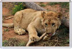 Cute Baby Lion - Jumbo Fridge Magnet Souvenir Gift Present AS1