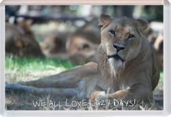 Cute Lion Quote - Jumbo Fridge Magnet Souvenir Gift Present AS1