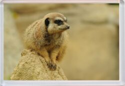 Cute Meerkat - Jumbo Fridge Magnet Souvenir Gift Present AS3