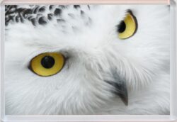 Cute Owl - Jumbo Fridge Magnet Souvenir Gift Present AS2