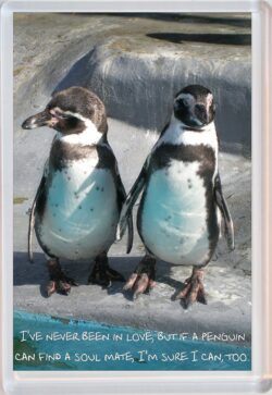 Cute Penguin Quote - Jumbo Fridge Magnet Souvenir Gift Present AS3