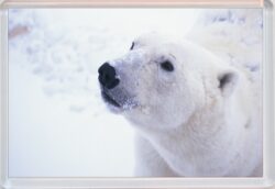 Cute Polar Bear - Jumbo Fridge Magnet Souvenir Gift Present FU1