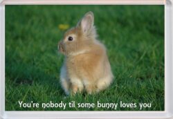 Cute Rabbit Quote - Jumbo Fridge Magnet Souvenir Gift Present AS1