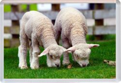 Cute Lamb/Sheep - Jumbo Fridge Magnet Souvenir Gift Present AS2