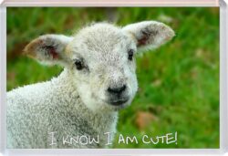 Cute Sheep Quote - Jumbo Fridge Magnet Souvenir Gift Present AS3