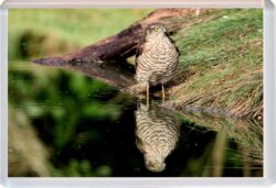Cute Sparrowhawk - Jumbo Fridge Magnet Souvenir Gift Present AS1