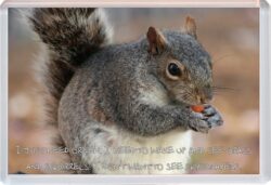 Cute Squirrel Quote - Jumbo Fridge Magnet Souvenir Gift Present AS1
