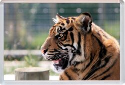 Cute Tiger - Jumbo Fridge Magnet Souvenir Gift Present AS3