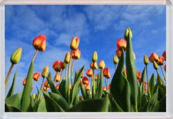 Tulips - Jumbo Fridge Magnet Souvenir Gift Present FU1