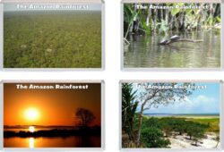 The Amazon Rainforest / Rain Forest - Brazil - 4 PACK - Jumbo Fridge Magnet Souvenir Gift Present