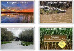 Everglades - Florida - USA - 4 PACK - Jumbo Fridge Magnet Souvenir Gift Present