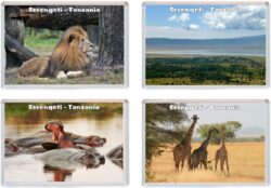 Serengeti - Tanzania - Africa - 4 PACK - Jumbo Fridge Magnet Souvenir Gift Present