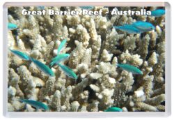 Great Barrier Reef - Australia - Jumbo Fridge Magnet Souvenir Gift Present 19A2