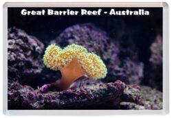 Great Barrier Reef - Australia - Jumbo Fridge Magnet Souvenir Gift Present 19A3