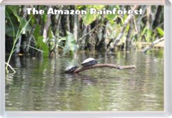 The Amazon Rainforest - Brazil - Jumbo Fridge Magnet Souvenir Gift Present 19K2