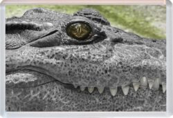 Crocodile/Crocodiles - Jumbo Fridge Magnet Souvenir Gift Present 19M3