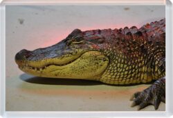 Crocodile/Crocodiles - Jumbo Fridge Magnet Souvenir Gift Present 19M4