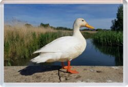 Cute Duck - Jumbo Fridge Magnet Souvenir Gift Present 19M5