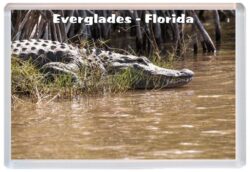 Everglades - Florida - USA - Jumbo Fridge Magnet Souvenir Gift Present 19U2