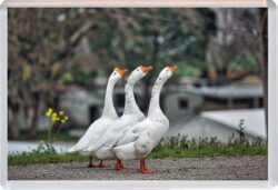 Geese/Goose - Jumbo Fridge Magnet Souvenir Gift Present 19M4