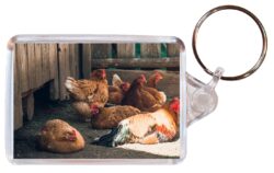 Cute Chicken/Chickens - Double Sided Large Keyring Key Fob Chain Ring Gift Present Souvenir M4