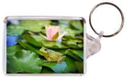 Cute Frog/Frogs - Double Sided Large Keyring Key Fob Chain Ring Gift Present Souvenir M4