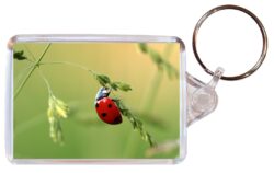 Cute Ladybird/Ladybirds - Double Sided Large Keyring Key Fob Chain Ring Gift Present Souvenir M3
