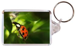 Cute Ladybird/Ladybirds - Double Sided Large Keyring Key Fob Chain Ring Gift Present Souvenir M4