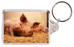 Cute Pig/Pigs- Double Sided Large Keyring Key Fob Chain Ring Gift Present Souvenir M4
