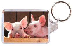 Cute Pig/Pigs- Double Sided Large Keyring Key Fob Chain Ring Gift Present Souvenir M6
