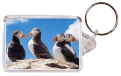 Cute Puffin/Puffins- Double Sided Large Keyring Key Fob Chain Ring Gift Present Souvenir M4