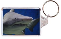 Shark/Sharks - Double Sided Large Keyring Key Fob Chain Ring Gift Present Souvenir M3