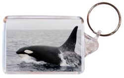 Whale/Whales - Double Sided Large Keyring Key Fob Chain Ring Gift Present Souvenir M3