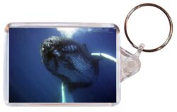 Whale/Whales - Double Sided Large Keyring Key Fob Chain Ring Gift Present Souvenir M4