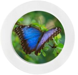 Blue Butterfly - Car Tax Disc Permit Window Holder - Reusable