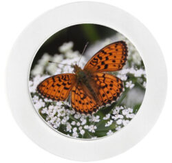 Orange Butterfly - Car Tax Disc Permit Window Holder - Reusable